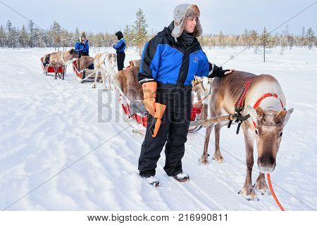 Rovaniemi Finland - March 3 2017: Woman while Reindeer sled caravan in winter forest in Lapland Rovaniemi Finland