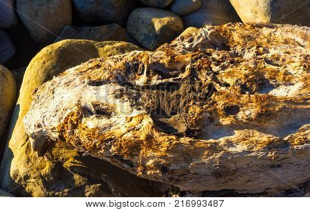 driftwood, washed up by the sea on a pebble beach on a warm summer day
