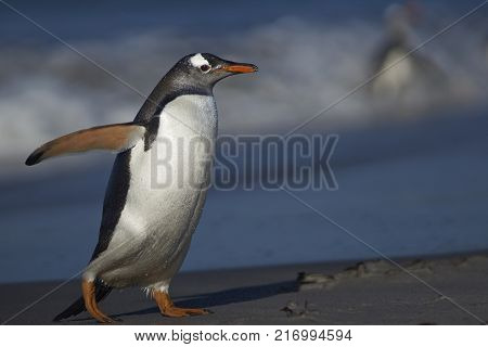 Gentoo Penguin (Pygoscelis papua) on a sandy beach on Sea Lion Island in the Falkland Islands.