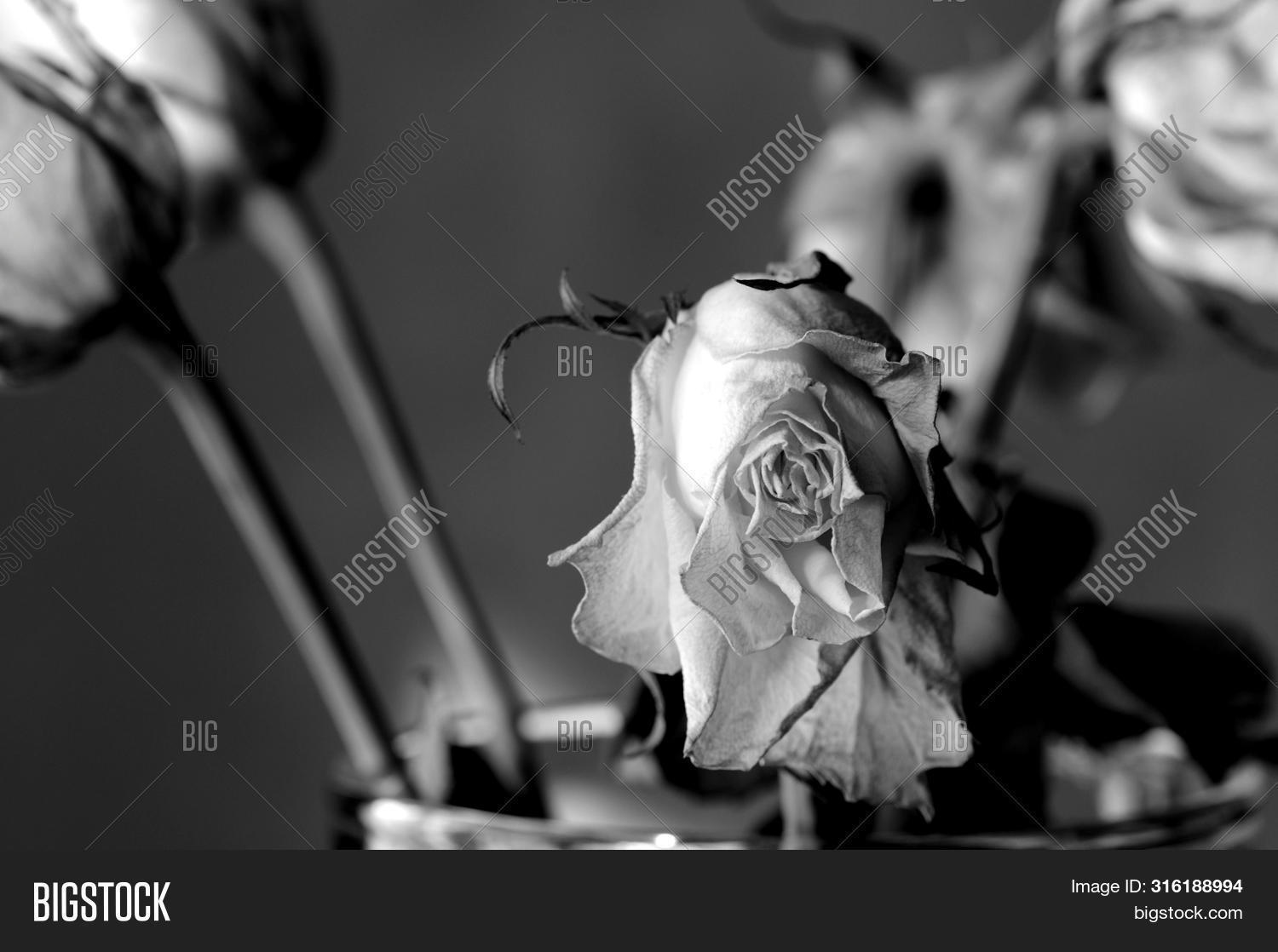 Withered White Roses Image & Photo (Free Trial) Bigstock