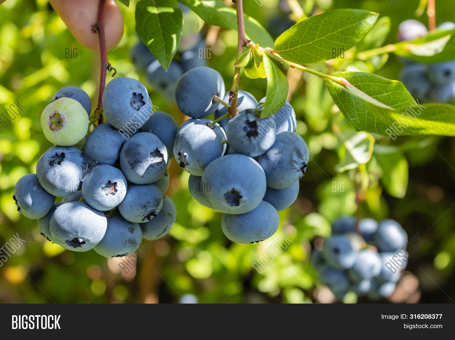 Imagen y foto Garden Blueberries (prueba gratis) Bigstock