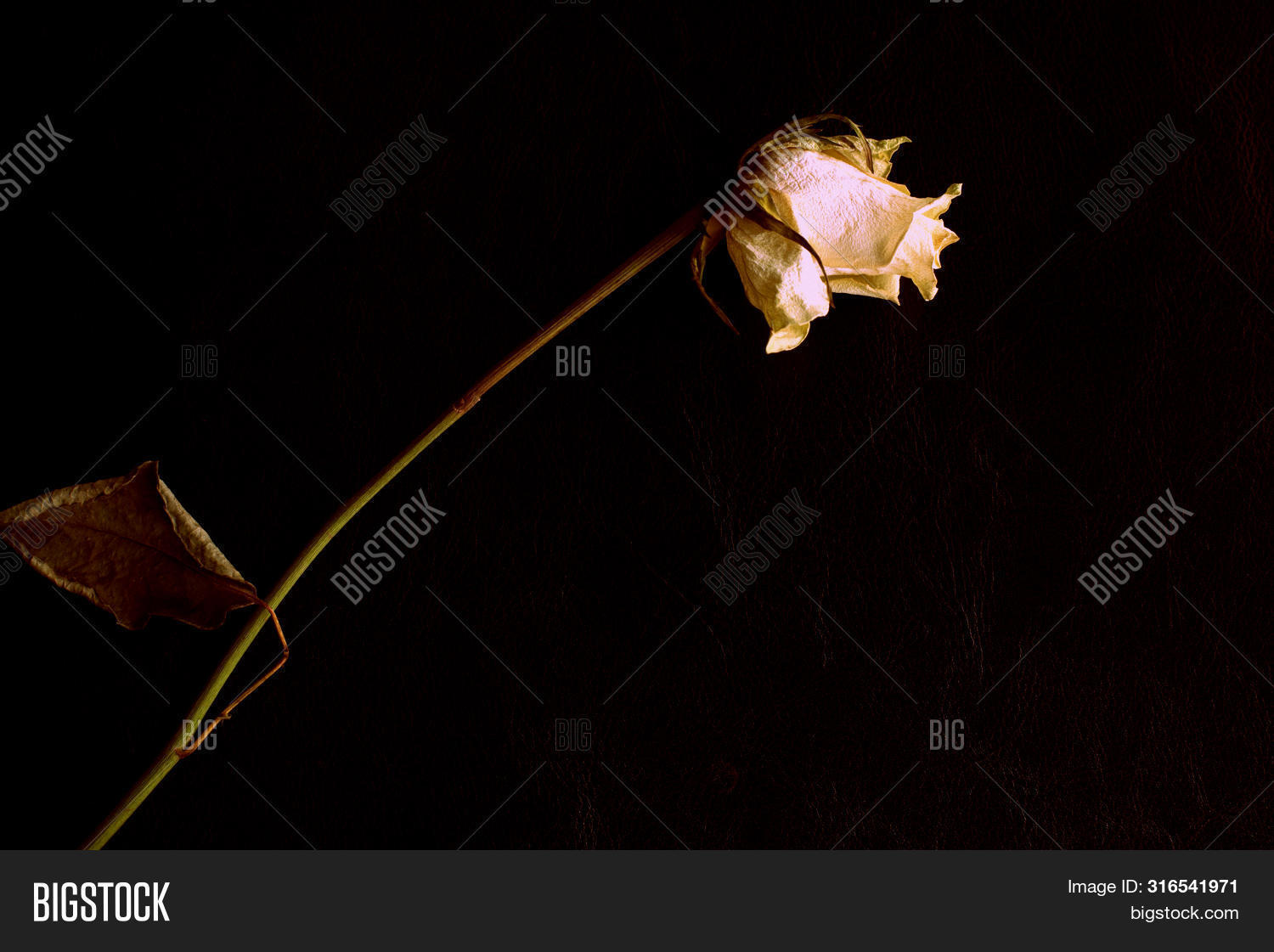 Wilted White Rose On Image & Photo (Free Trial) Bigstock