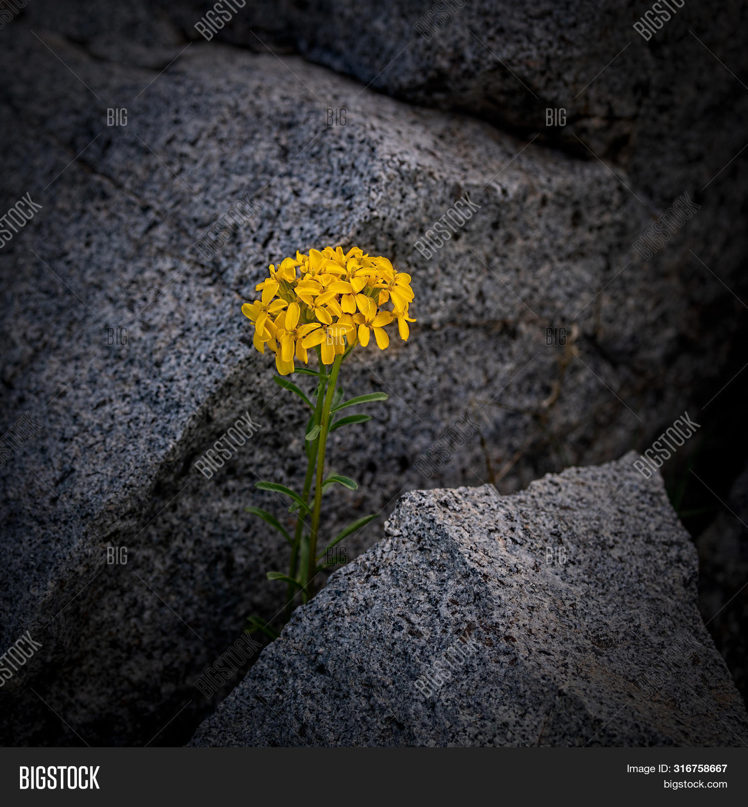 Yellow Brassica Flower Image & Photo (Free Trial) Bigstock