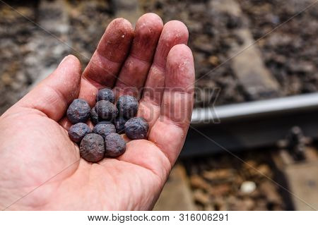 Iron Ore Taconite Pellets In Worker Hand