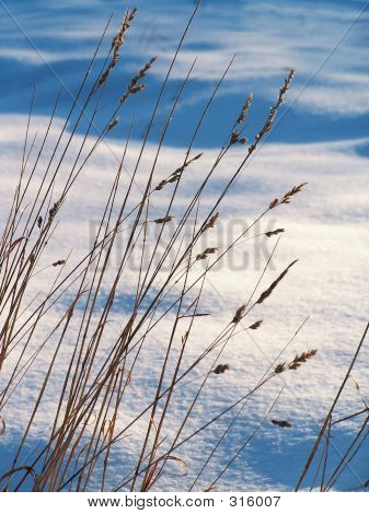 Snowy Field.
