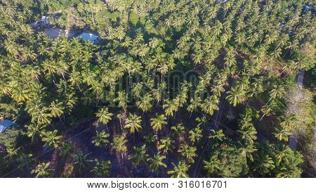Aerial View Of Coconut Palm Trees Turquoise In Pohon Batu Beach,labuan,malaysia.