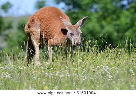 Portrait Of A Red Kangaroo (macropus Rufus) In A Grassy Meadow