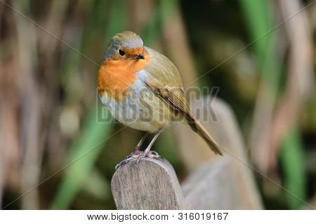 Portrait Of A European Robin (erithacus Rubecula) Perching On A Wooden Chair