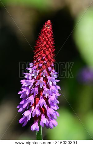 Close Up Of An Orchid Primrose In Bloom