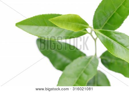 Japanese Fresh Green Tea Leaves Isolated On White Background