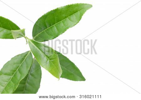 Japanese Fresh Green Tea Leaves Isolated On White Background