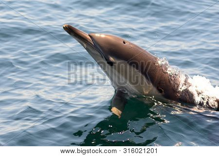 Close Up Of A Wild Dolphin Jumping Out Of The Water
