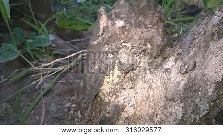 Foto Sisa Pohon Yang Sudah Lapuk Dan Masih Hidup