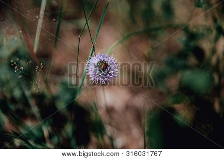 Field Flowering Plant Growing In The Forest Lilac Flower Of Bright Color Honey Brown Beetle