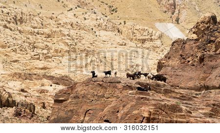 Herd Of Nubian Ibex, A Desert-dwelling Goat Specie, Goats Searching For Grass In Rocky Mountains Sur