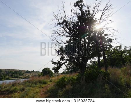 Sunlight Streaks Through A Tree By The Bank Of Lake Elmer Thomas, Oklahoma