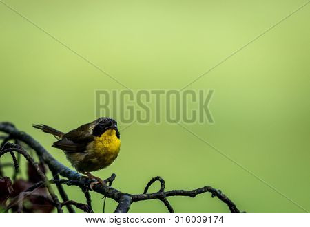 Male Common Yellowthroat (geothlypis Trichas) Warbler Perched On Tree After The Rain Room For Text C