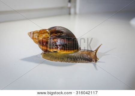 Achatina Land Gastropod Mollusk From A Subclass Of Pulmonary Snails