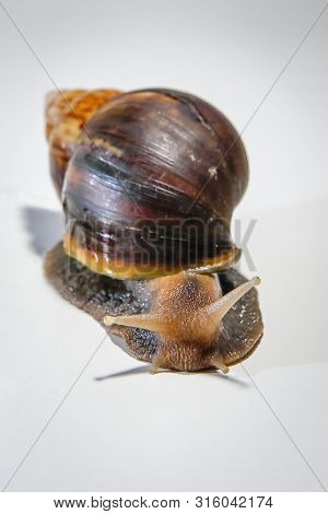 Land Gastropod Mollusk From A Subclass Of Pulmonary Snails
