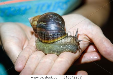 Land Gastropod Mollusk From A Subclass Of Pulmonary Snails