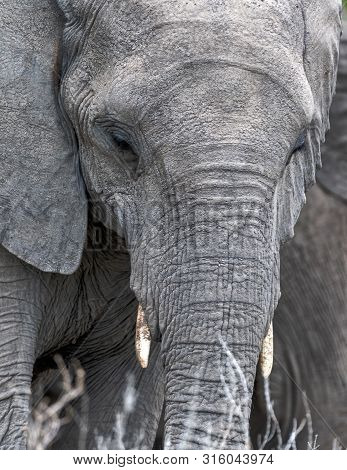 Closeup Of An Elephante Eating Grass With Big Eyes In Namibia