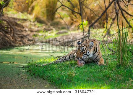 A Female Bengal Tiger After Killing A Spotted Deer Coming Under Shade Of Tree And Water Body To Cool