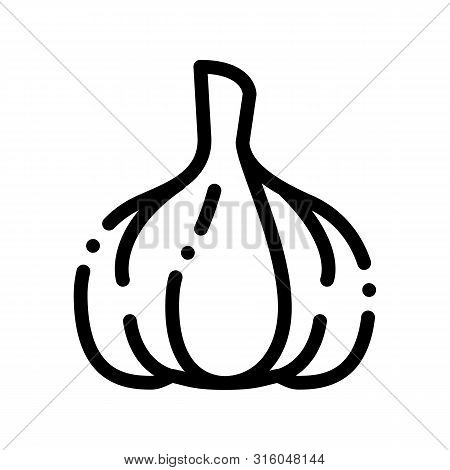 Healthy Food Vegetable Garlic Sign Icon Thin Line. Vegan Bio Eco Agriculture Garlic Alium Linear Pic