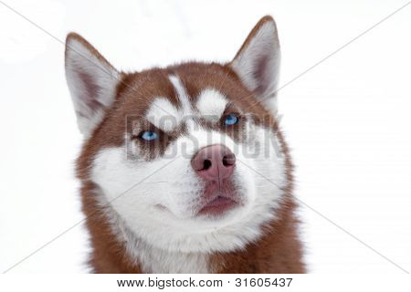 Husky pes
