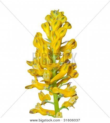 Kwiaty o aromacie