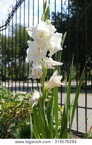 Flower Spike Of White Gladiolus In The Garden