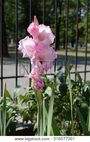 Long Stem Of Gladiolus With Pink Flowers