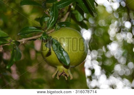 A Green Hanging Big Pomegrenate, Algeria, Africa