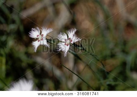 Flower Of The Carnation Dianthus Hyssopifolius