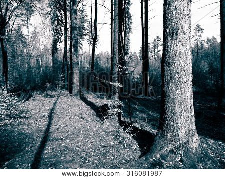 The Forest Awakens Again After The Winter Break. The Spring Sun Breaks Through The Trees ... Polish 