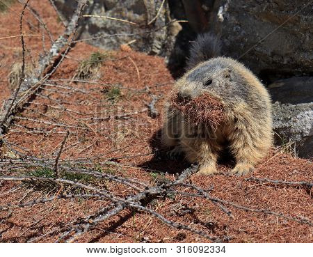 Alpine Marmot Carrying Brown Pine Needles In Its Mouth.