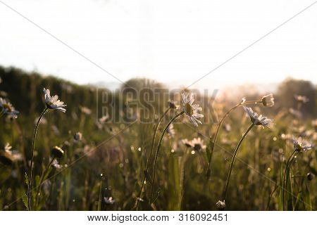 Field Of Blooming Marguerites Or Daisies In Morning Light Against The Sun With Green Blurry Backgrou
