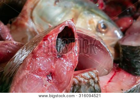 Hilsa Fish Being Cut For Cooking