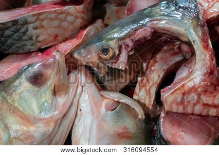 Hilsa Fish Being Cut For Cooking