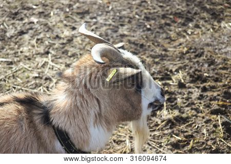 Side Profile Of Brown White Goat With Horns.