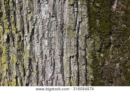 Close Up Of Weathered Tree Bark With Lichen And Moss.
