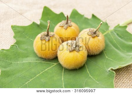 Solanum Stramonifolium Or Coconilla Fruit. Food Ingredient And Herb For Healthy On Chopping Wood And