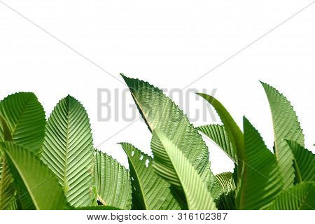 Elephant Apple Tree With Leaves Branches And Sunlight On White Isolated Background For Green Foliage
