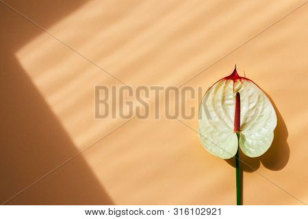 Amazing Tropical Anthurium Flower On Peach Pink Pastelbackground. Place For Text. Top Color Fall-win