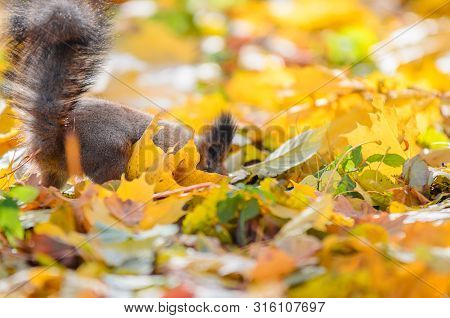 Squirrel Tail Sticking Out From Many Fallen Yellow Maple Leaves In The Autumn Park. Fluffy Squirrel 