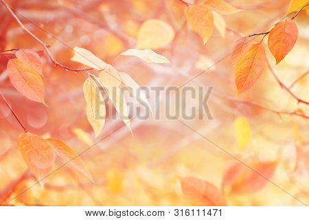 Gentle Delicate Autumn Natural Background. Pink And Yellow Leaves In The Autumn Forest. Free Copy So
