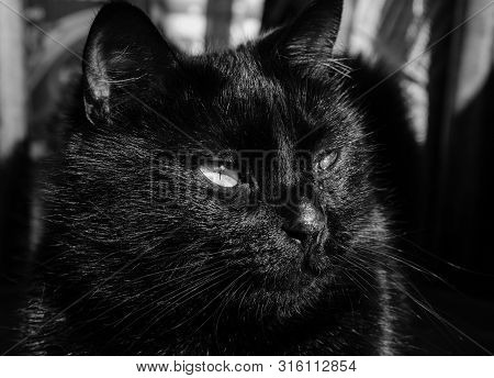Black Cat Face Portrait Close-up Muzzle Black And White