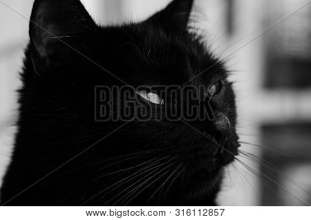 Black Cat Face Portrait Close-up Muzzle Black And White
