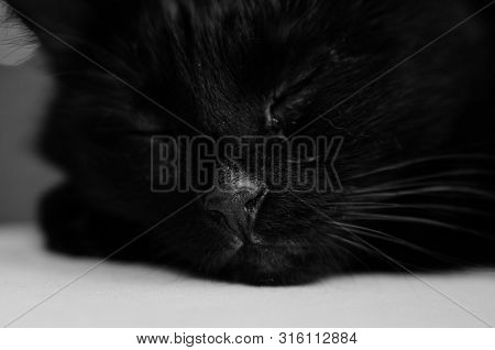 Black Cat Face Portrait Close-up Muzzle Black And White