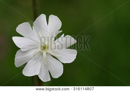 Macro Shot Of A White Campion (silene Latifolia) Flower In Bloom
