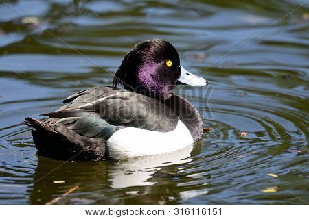 Portrait Of A Tufted Duck Swimming In The Water